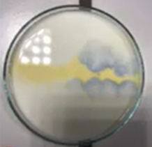 Kleuren met melk