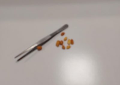 Brander met pindanootjes